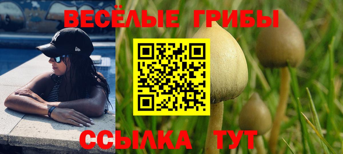 Галлюциногенные грибы Psilocybine cubensis Назрань